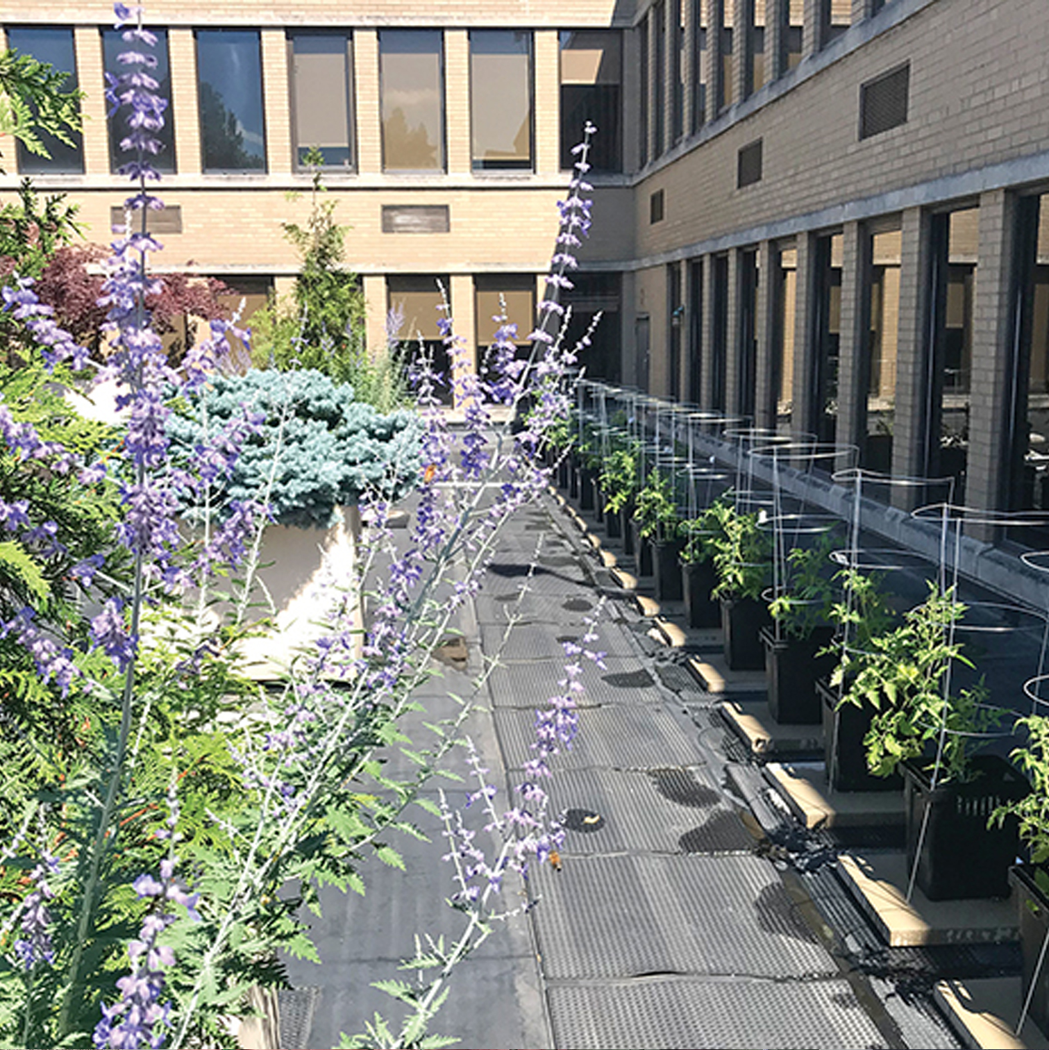 St-Clair-garden Veggies growing on St. Clair Hospital's roof.