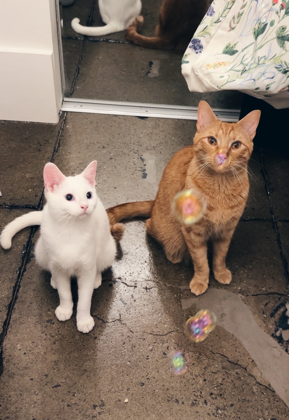 Tabatha's Cats