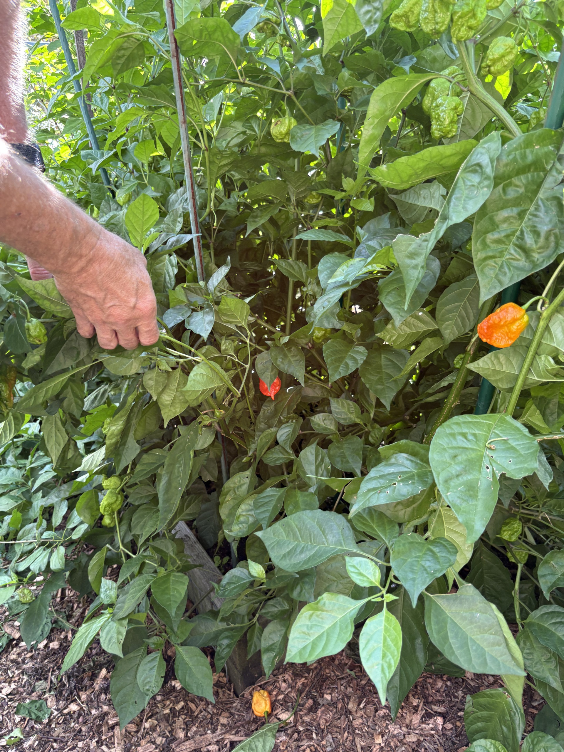 Picking peppers in BHCC garden Picking peppers in BHCC garden